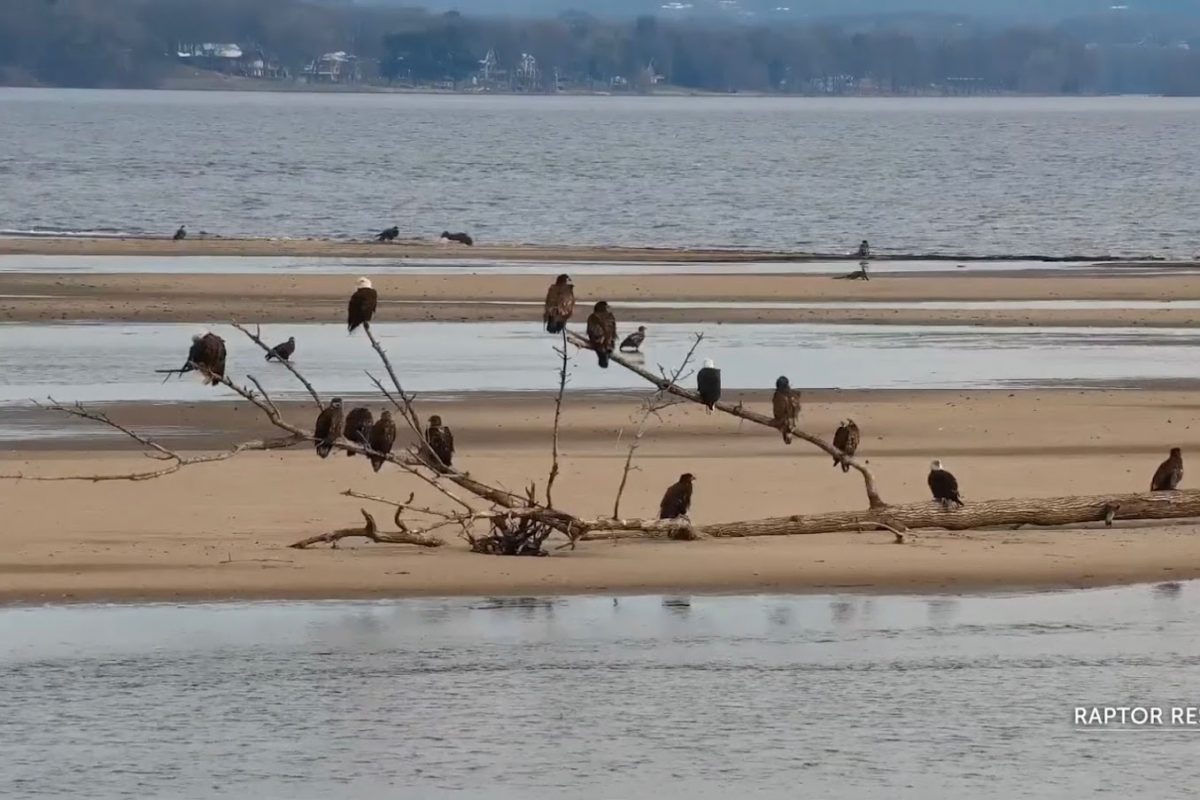 A convocation of eagles: A convocation describes a large group of Bald Eagles