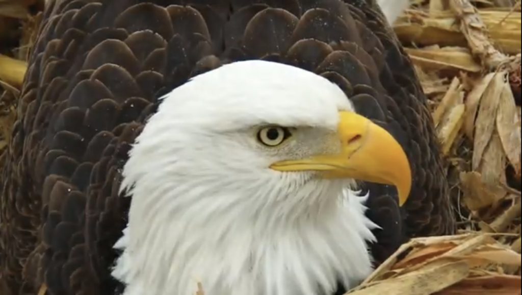 Label the parts of this bald eagle's head
