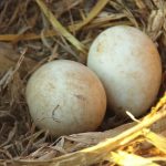 Bald Eagle Eggs