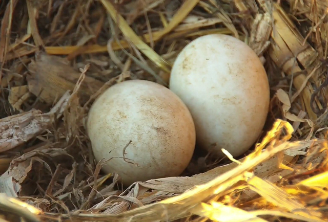 Bald Eagle Eggs