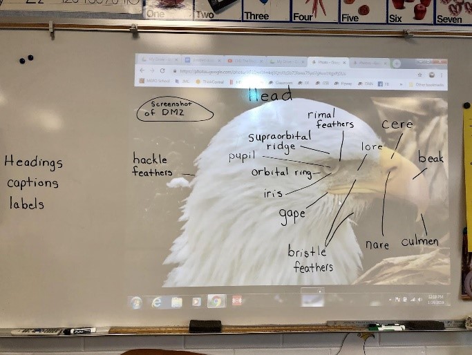 Example: Labeling a bald eagle's head in the classroom