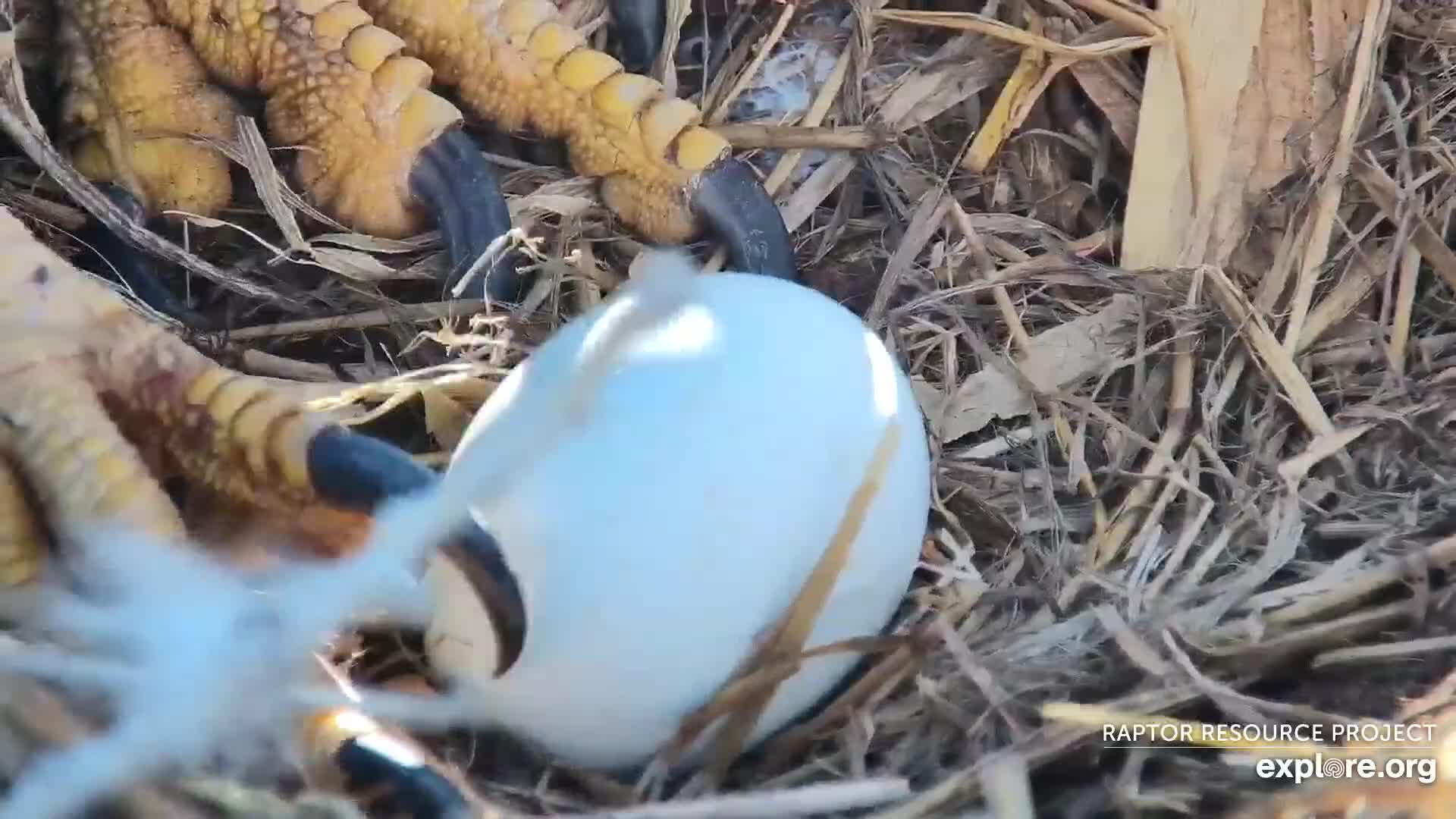 A Bald Eagle Egg