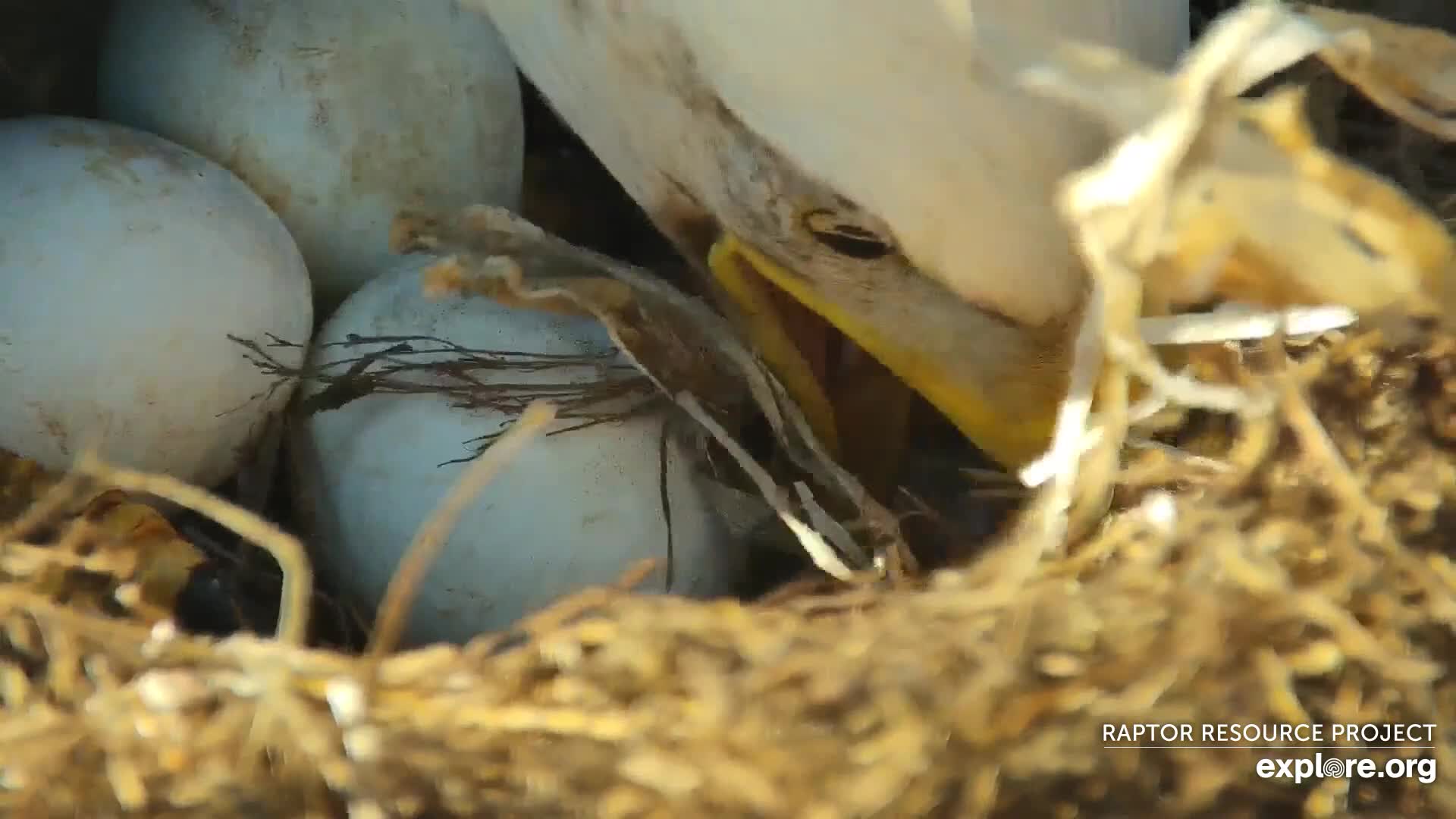 Incubation and Egg Quiz