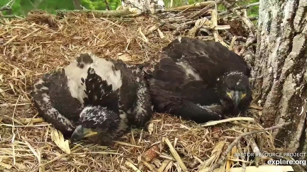Nestling Eaglets with Emerging Flight Feathers