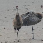 Sandhill Cranes on the Mississippi Flyway