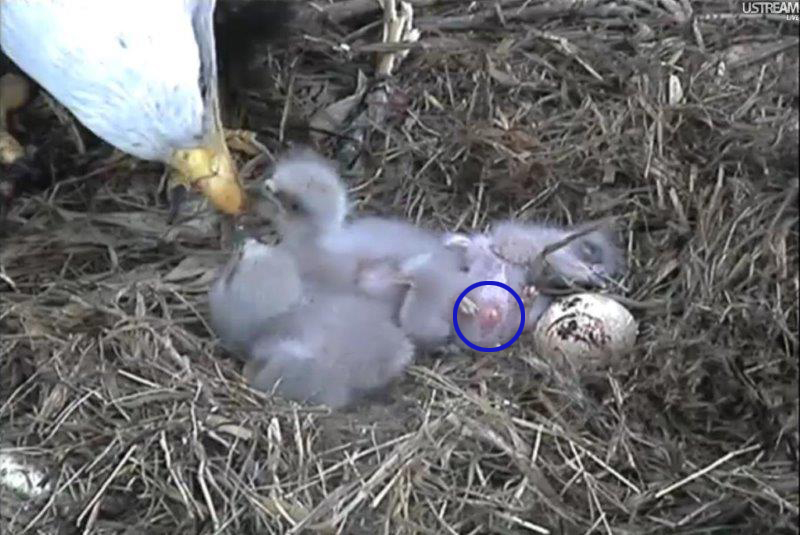 An eaglet's 'belly-button'
