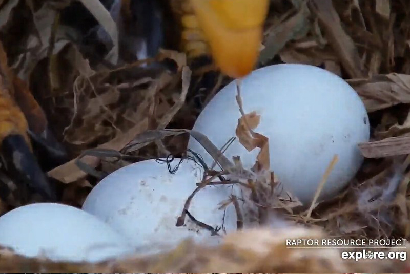 Eagle Eggs