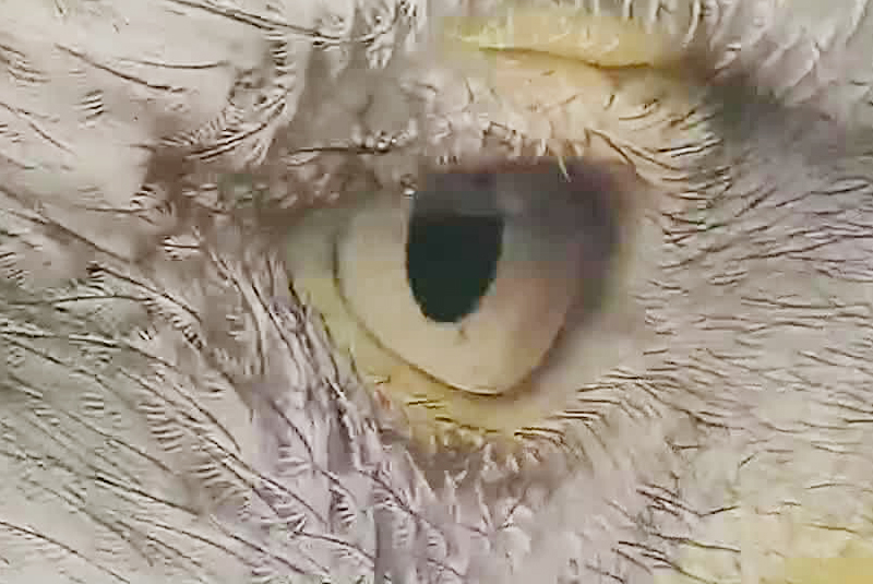 An eagle's eye