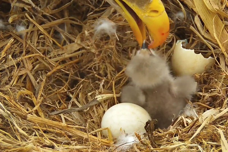 Hatchling Eaglet