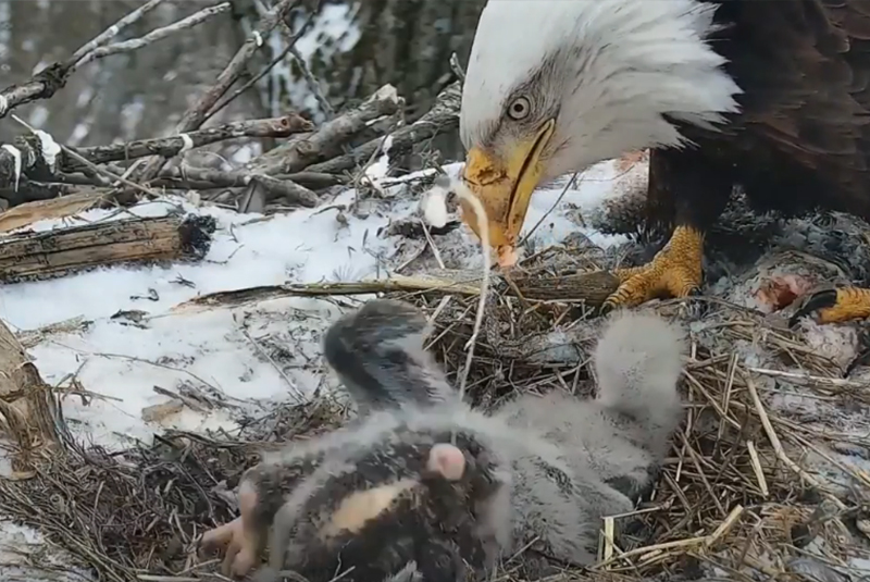 An eaglet shooting poop