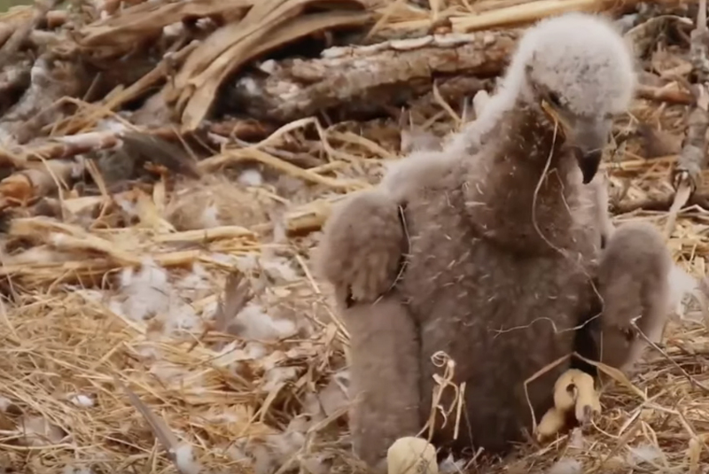 Eaglet Sneeze!