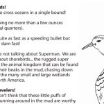 Lesson Plan: Shorebird Superheroes