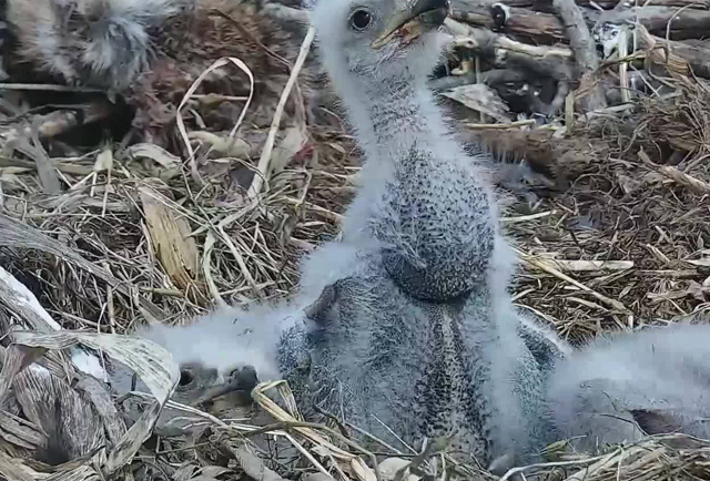 Eaglet showing crop