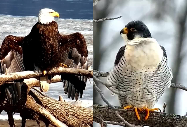Bald Eagle vs. Peregrine Falcon
