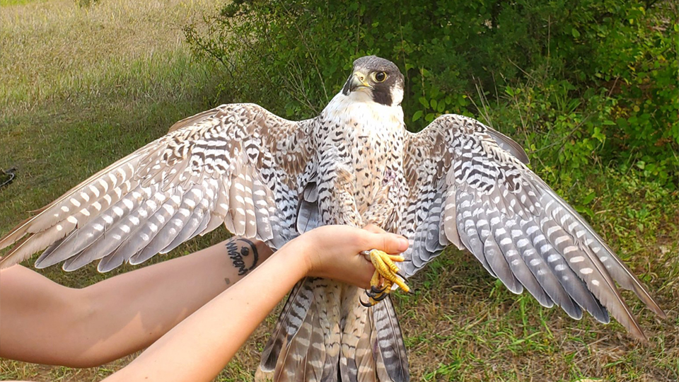 How old is this peregrine falcon?