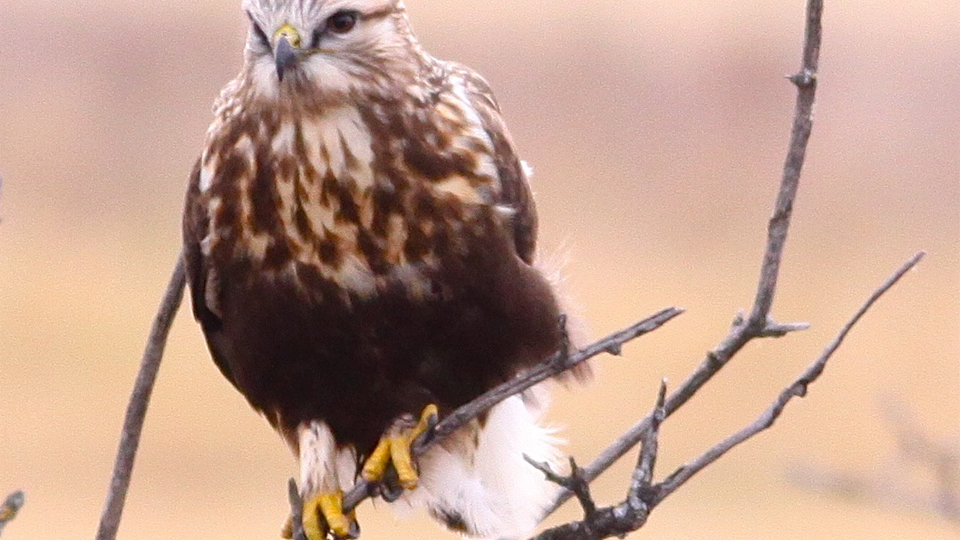 You see this raptor perched high in the treetops. What is it?