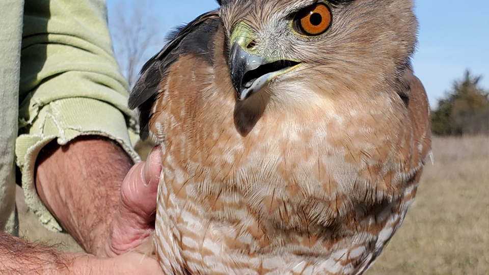 What raptor is this?