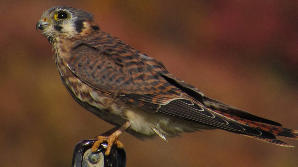 What raptor is this?