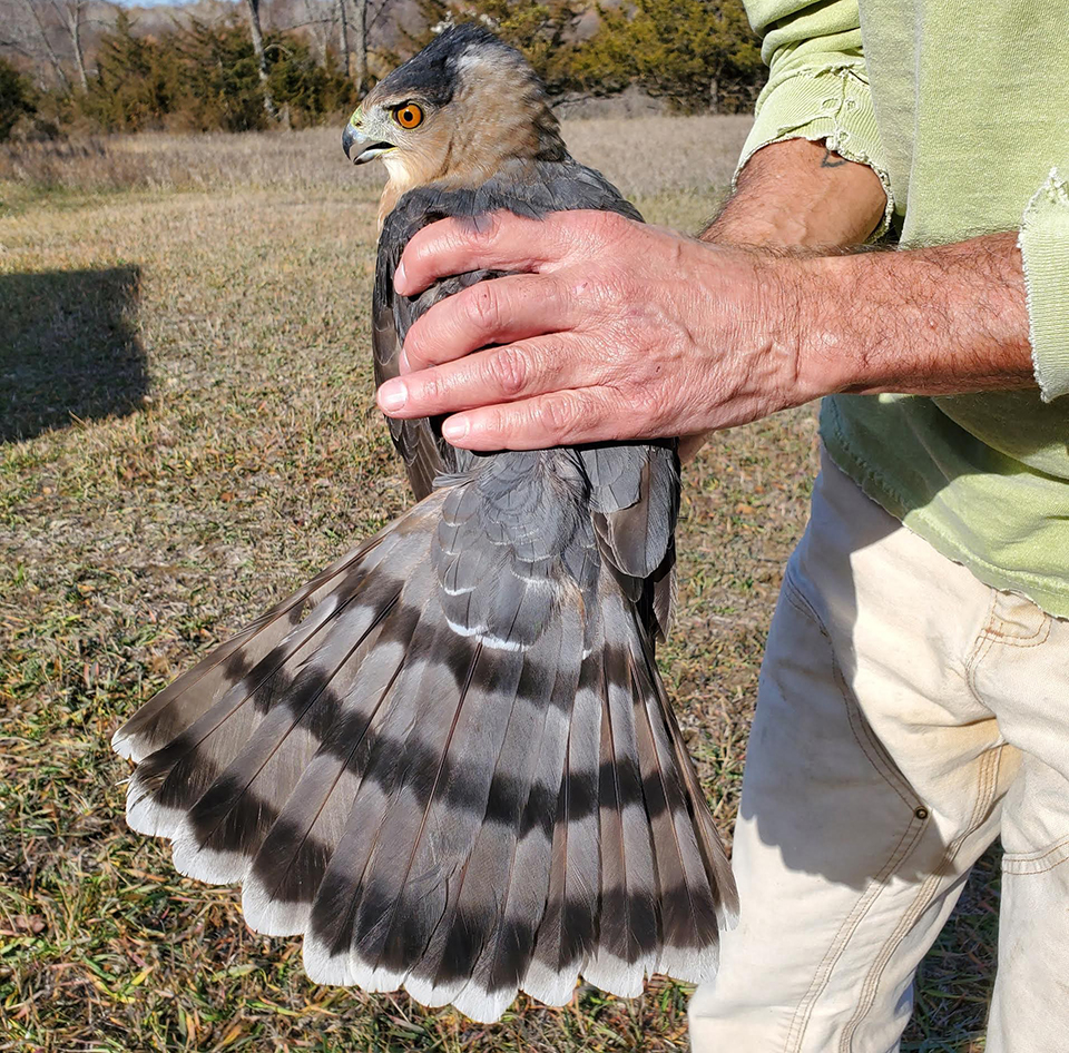 Image: What kind of hawk is Dave holding?