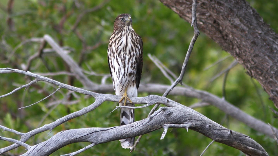 Image: What kind of hawk is this?
